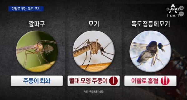 독도에서 발견된 이빨로 물어뜯는 모기